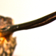 The beak of male Androdon aequatorialis hummingbirds feature backward facing teeth and hooked tips.